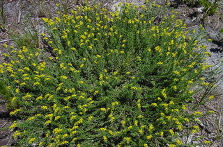 Heliotropium polyphyllum