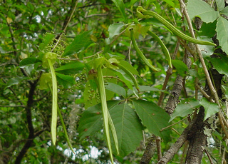 Macfadyena unguis-cati