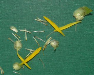 Silphium laciniatum