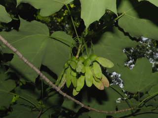 Acer saccharum