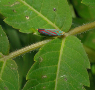 Graphocephala coccinea