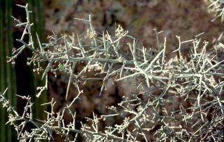 Ziziphus obtusifolia