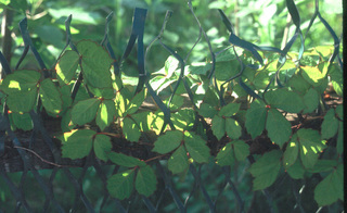 Parthenocissus tricuspidata