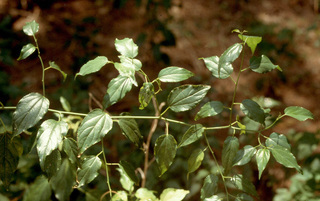Colubrina asiatica