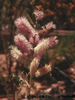 Mimosa dysocarpa
