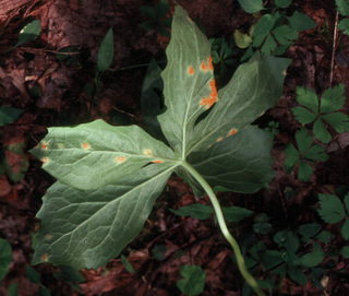 Puccinia podophylli
