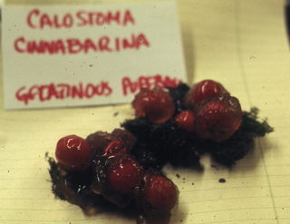 Calostoma cinnabarinum