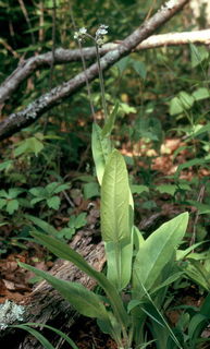 Cynoglossum virginianum