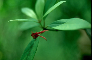 Illicium floridanum