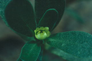 Portulaca oleracea