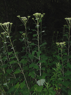 Arnoglossum atriplicifolium
