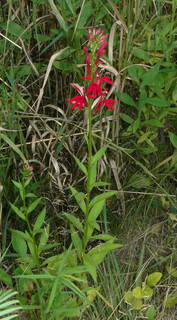 Lobelia cardinalis