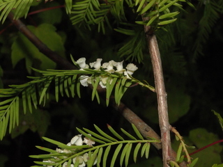 Taxodiomyia cupressi