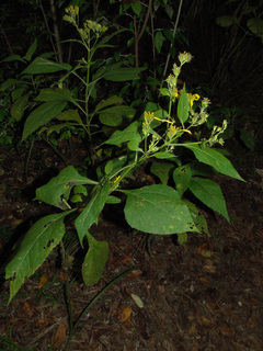Verbesina occidentalis