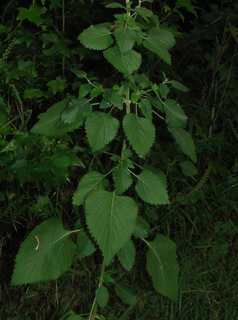 Leonotis nepetifolia