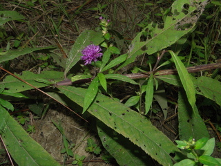 Vernonia gigantea
