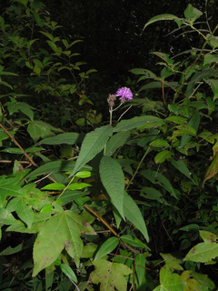 Vernonia gigantea