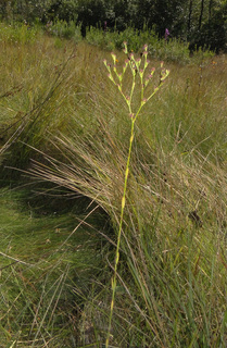 Hypericum denticulatum, ssp. acutifolium
