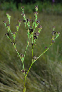 Hypericum denticulatum, ssp. acutifolium