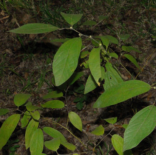 Lindera melissifolia - Southern Spicebush -- Discover Life