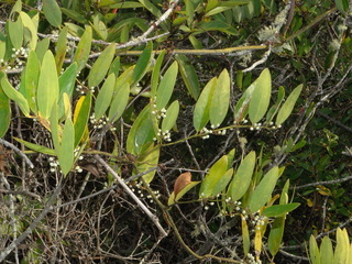 Smilax laurifolia