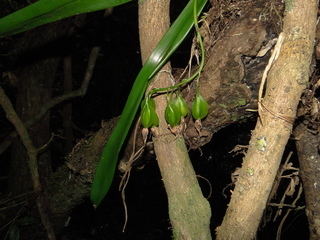 Encyclia cochleata
