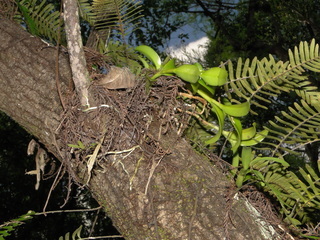 Epidendrum strobiliferum