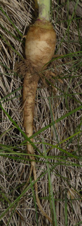 Brassica napus, rutabaga