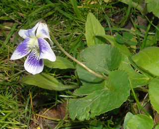 Viola sororia, white-and-purple form