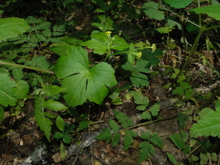 Ranunculus recurvatus