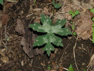 Hydrophyllum canadense