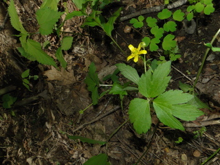 Ranunculus hispidus