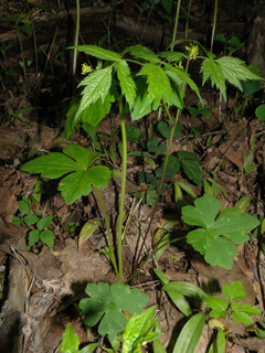 Ranunculus recurvatus