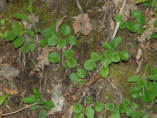 Viola rotundifolia