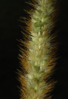 Setaria pumila, yellow foxtail
