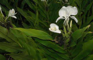 Hedychium coronarium, white ginger-lily