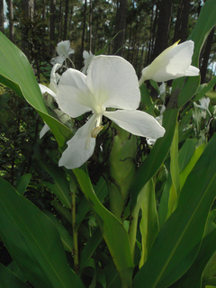 Hedychium coronarium, white ginger-lily