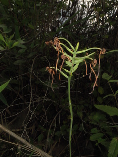 Platanthera blephariglottis
