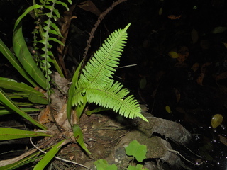 Polypodium ptilodon