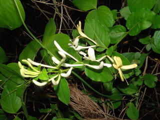 Lonicera japonica, Japanese Honeysuckle
