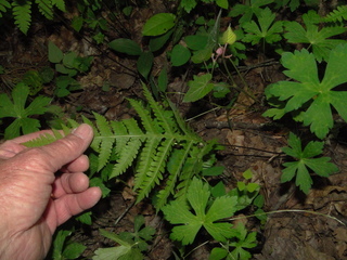 Phegopteris hexagonoptera, broad beech fern