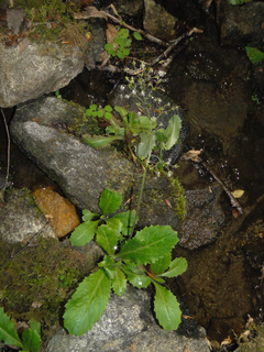 Saxifraga micranthidifolia