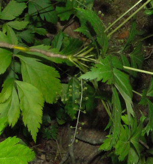 Xanthorhiza simplicissima, shrub yellowroot