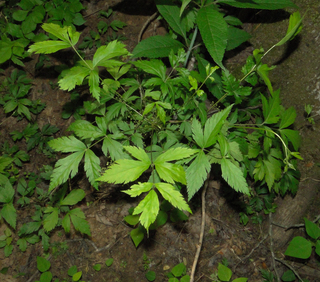 Xanthorhiza simplicissima, shrub yellowroot