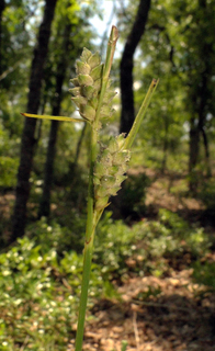 Carex tenax