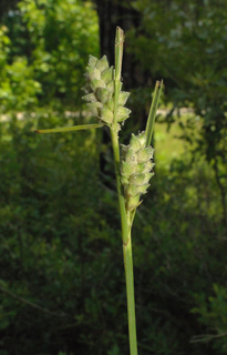 Carex tenax