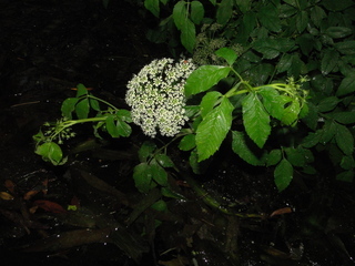 Cicuta maculata