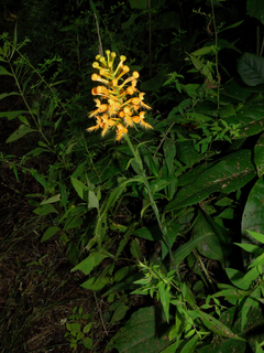 Platanthera ciliaris, yellow fringed orchid