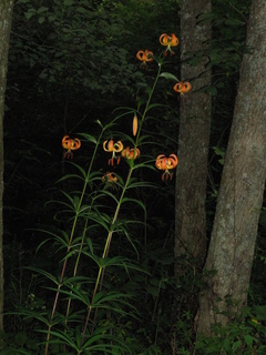 Lilium superbum, Turks cap lily