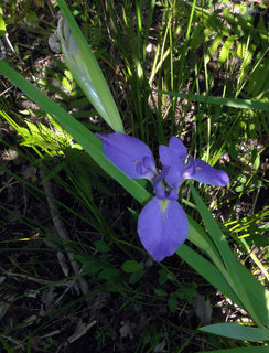 Iris hexagona
